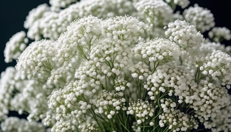 gypsophila beloved florist filler